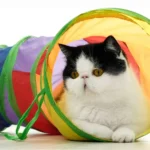 Foldable Cat Tunnel Tube – Interactive Play Tunnel in S, T and Y Shapes